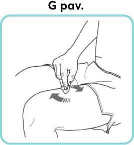 G-pav_new